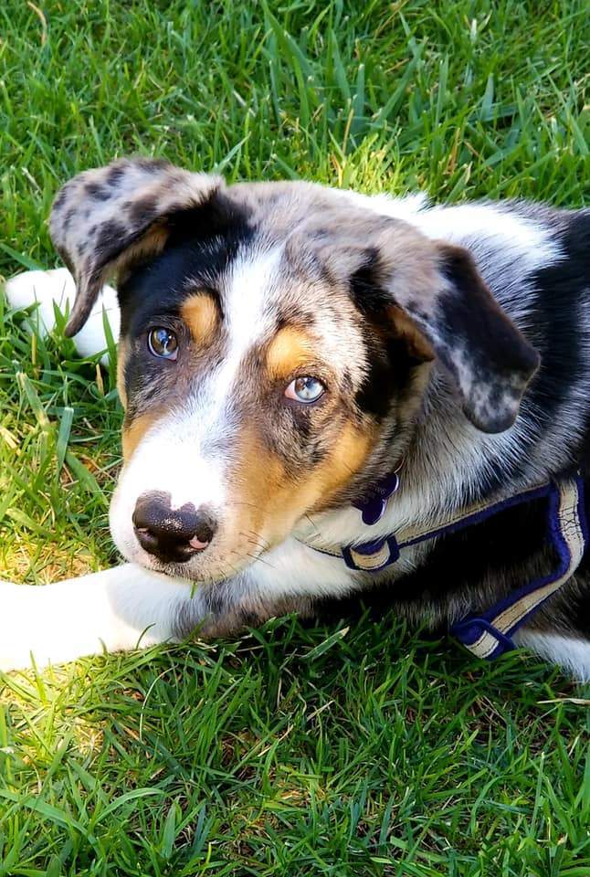 Australian shepherd store catahoula mix puppy