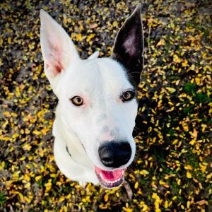 Dog For Adoption - Nikita, A German Shepherd Dog & Smooth Collie Mix In 