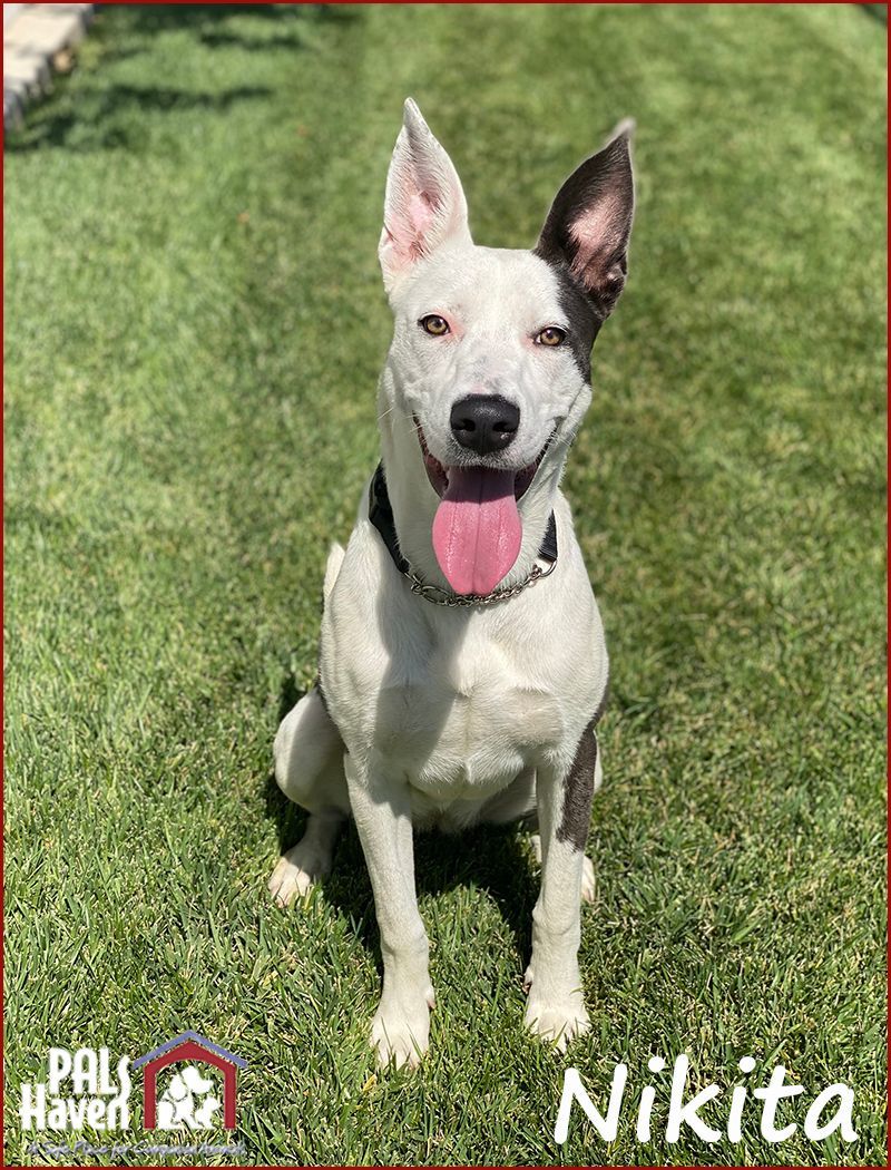 Nikita, an adoptable German Shepherd Dog, Smooth Collie in Lodi, CA, 95242 | Photo Image 4