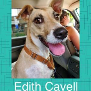 Edith Cavell (Eddy)