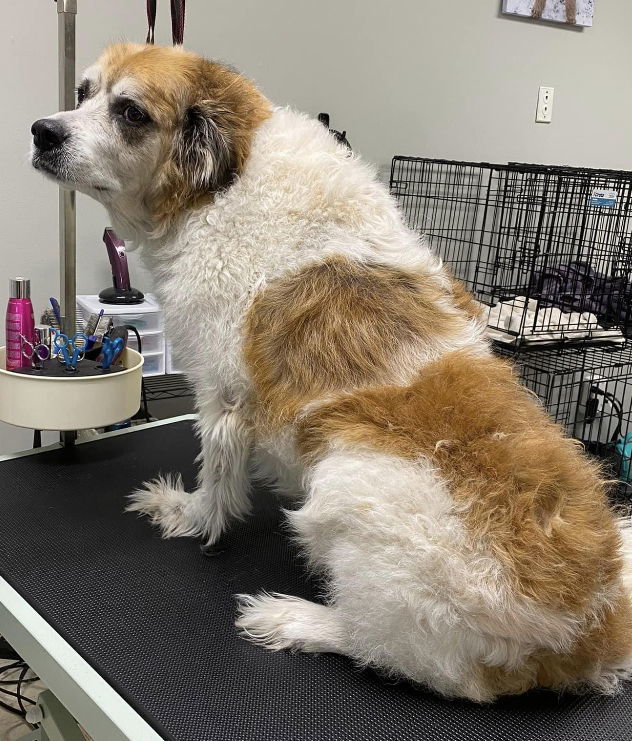 Rufus, an adoptable Saint Bernard in Poplar Bluff, MO, 63901 | Photo Image 1