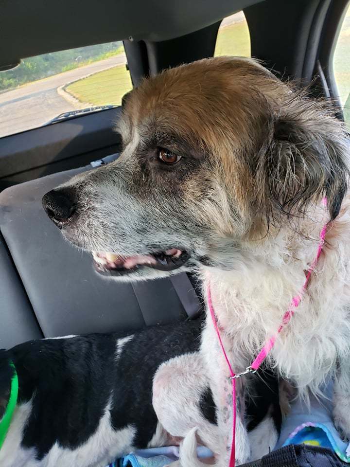 Rufus, an adoptable Saint Bernard in Poplar Bluff, MO, 63901 | Photo Image 3