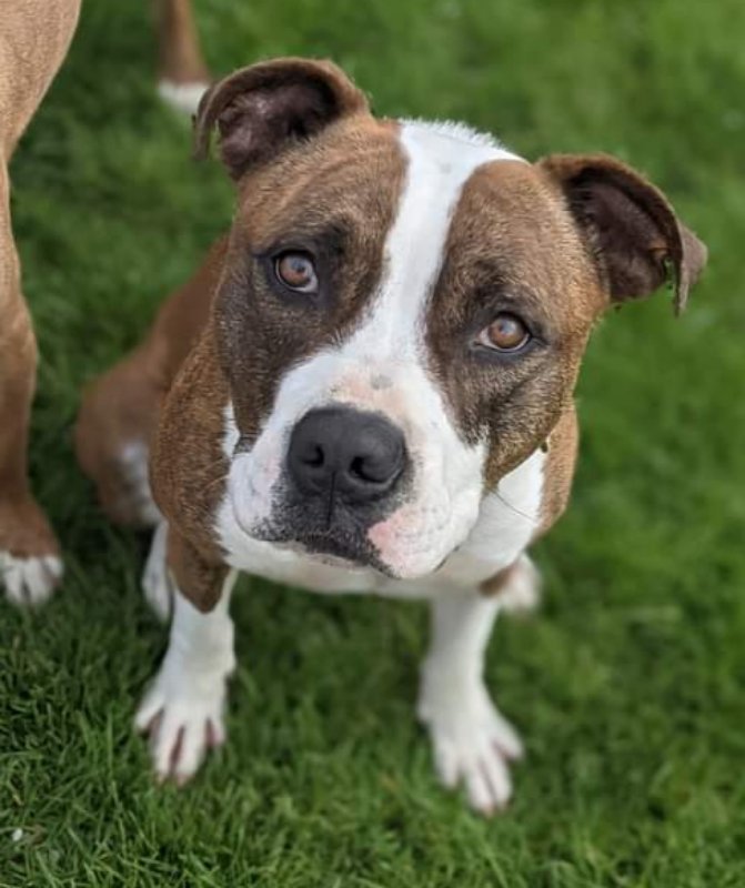Mugsy, an adoptable Pit Bull Terrier in Germantown, OH, 45327 | Photo Image 1