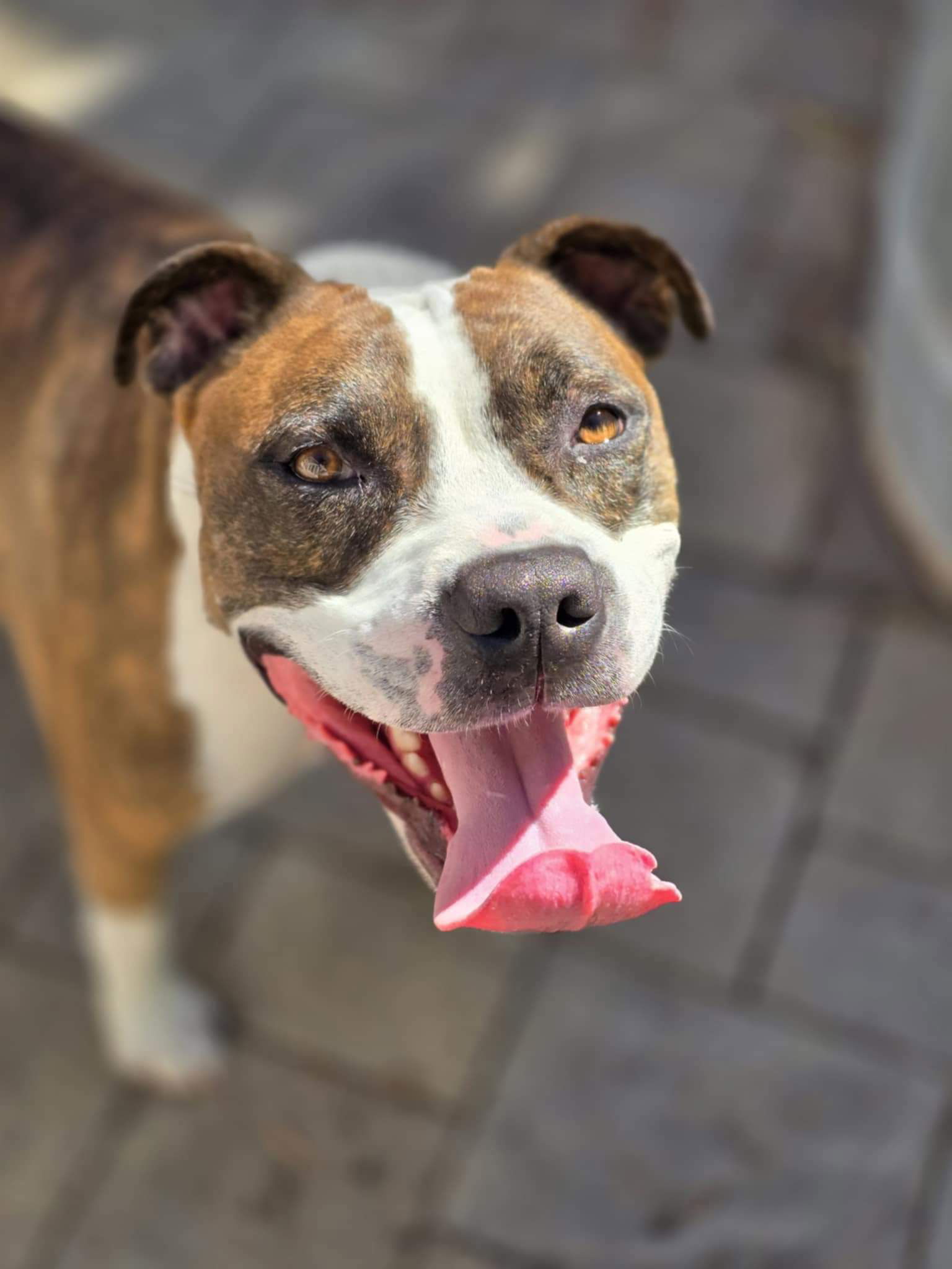 Mugsy, an adoptable Pit Bull Terrier in Germantown, OH, 45327 | Photo Image 1