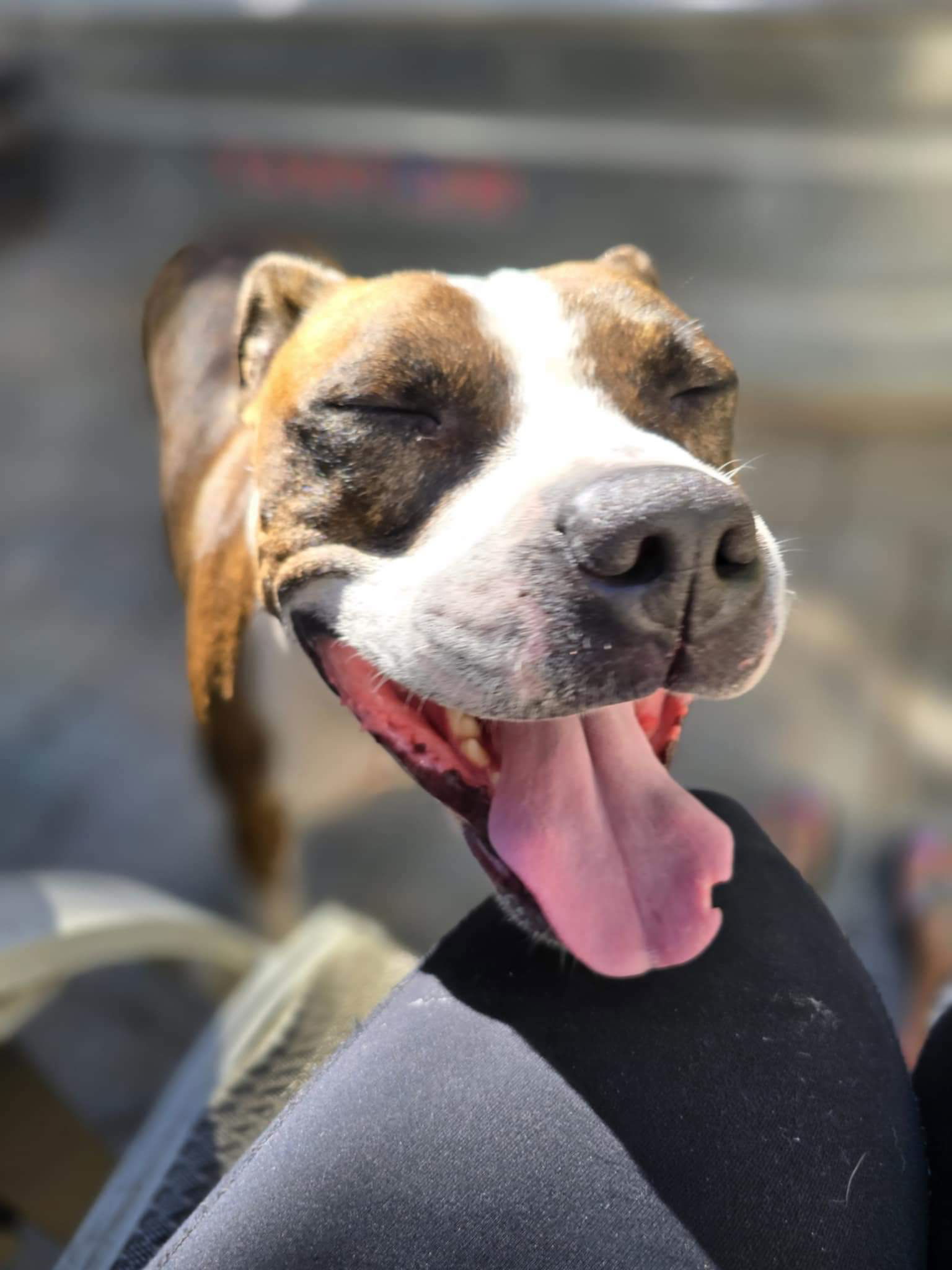 Mugsy, an adoptable Pit Bull Terrier in Germantown, OH, 45327 | Photo Image 2