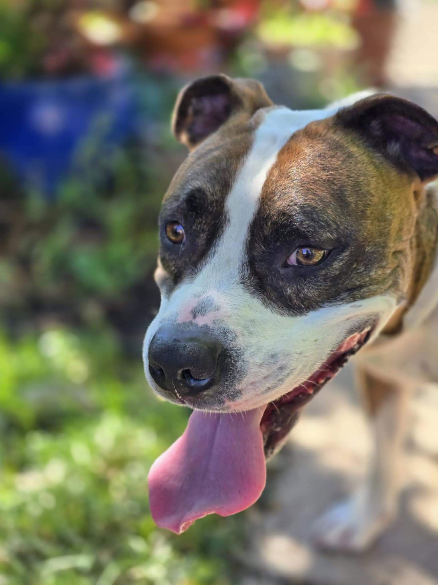 Mugsy, an adoptable Pit Bull Terrier in Germantown, OH, 45327 | Photo Image 3