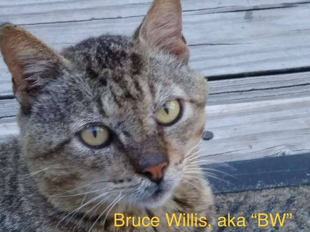Bruce Willis, an adoptable Tabby in Longs, SC, 29568 | Photo Image 2
