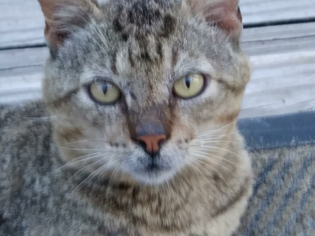Bruce Willis, an adoptable Tabby in Longs, SC, 29568 | Photo Image 3