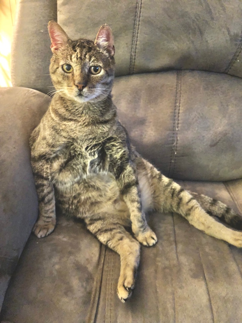 Bruce Willis, an adoptable Tabby in Longs, SC, 29568 | Photo Image 1