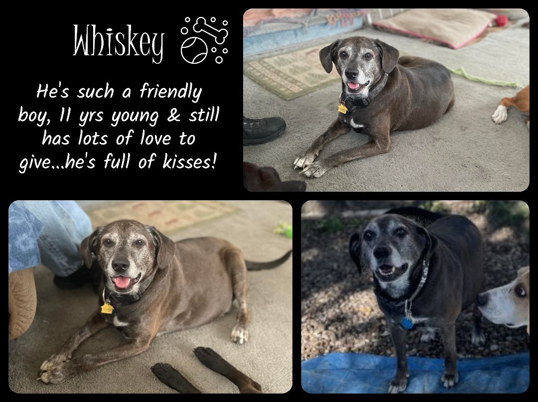 Whiskey, an adoptable Beagle, Black Labrador Retriever in Creston, IA, 50801 | Photo Image 2