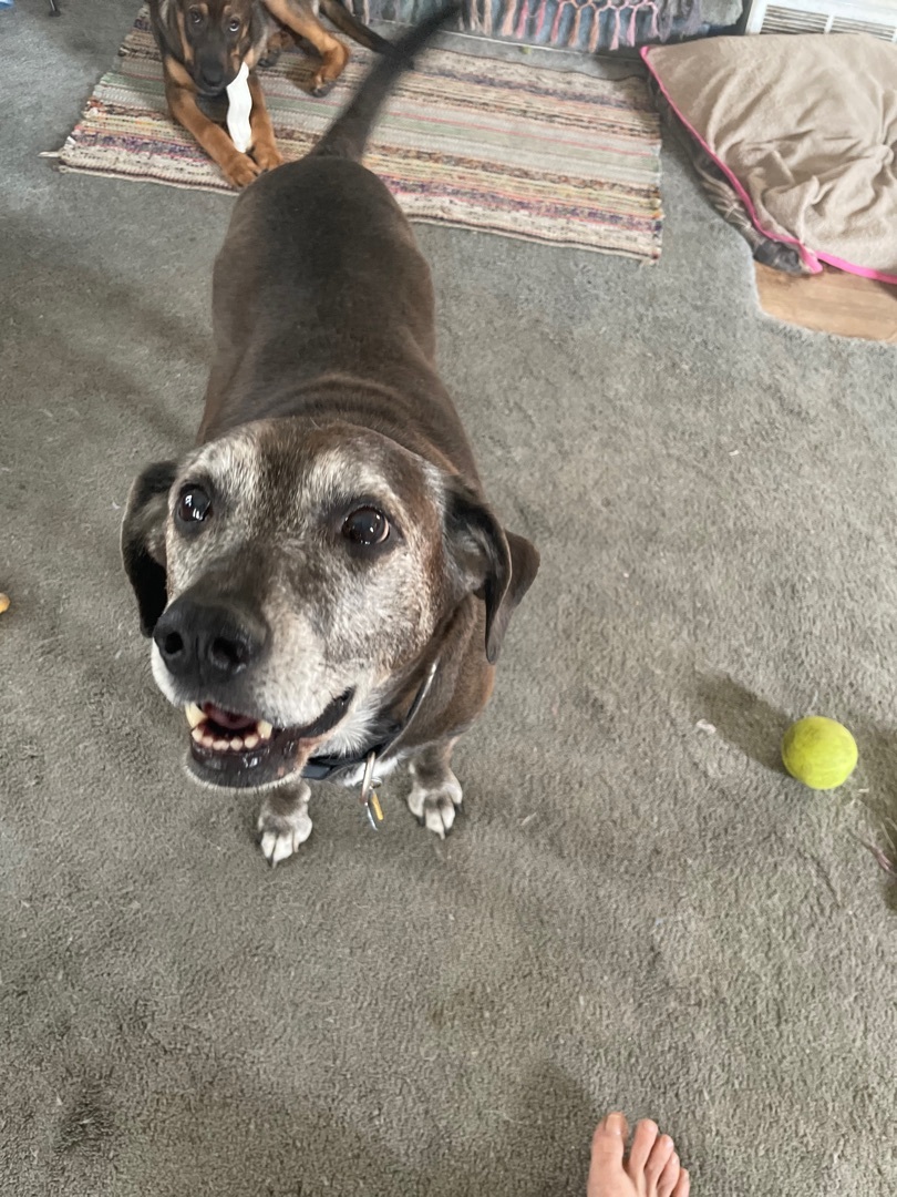 Whiskey, an adoptable Beagle, Black Labrador Retriever in Creston, IA, 50801 | Photo Image 1