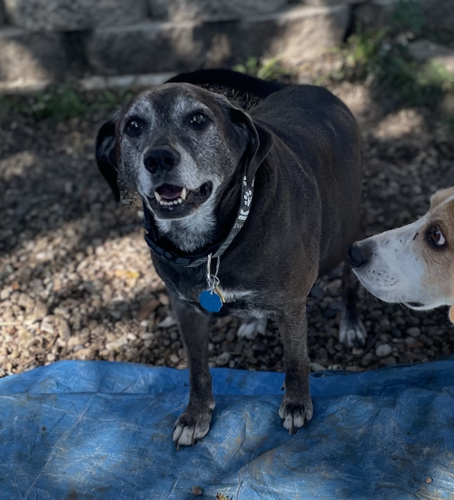 Whiskey, an adoptable Beagle, Black Labrador Retriever in Creston, IA, 50801 | Photo Image 4