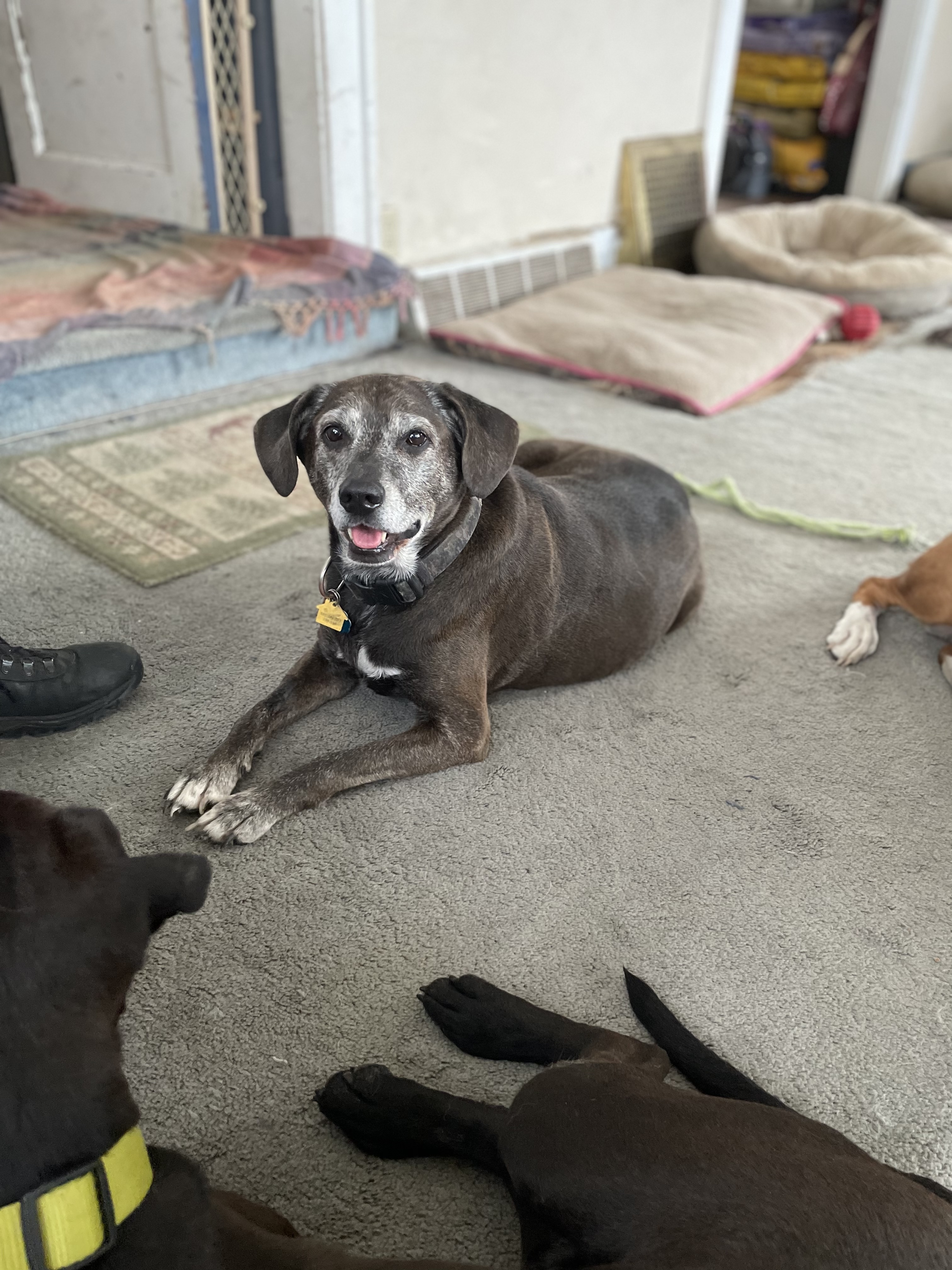 Whiskey, an adoptable Beagle, Black Labrador Retriever in Creston, IA, 50801 | Photo Image 5