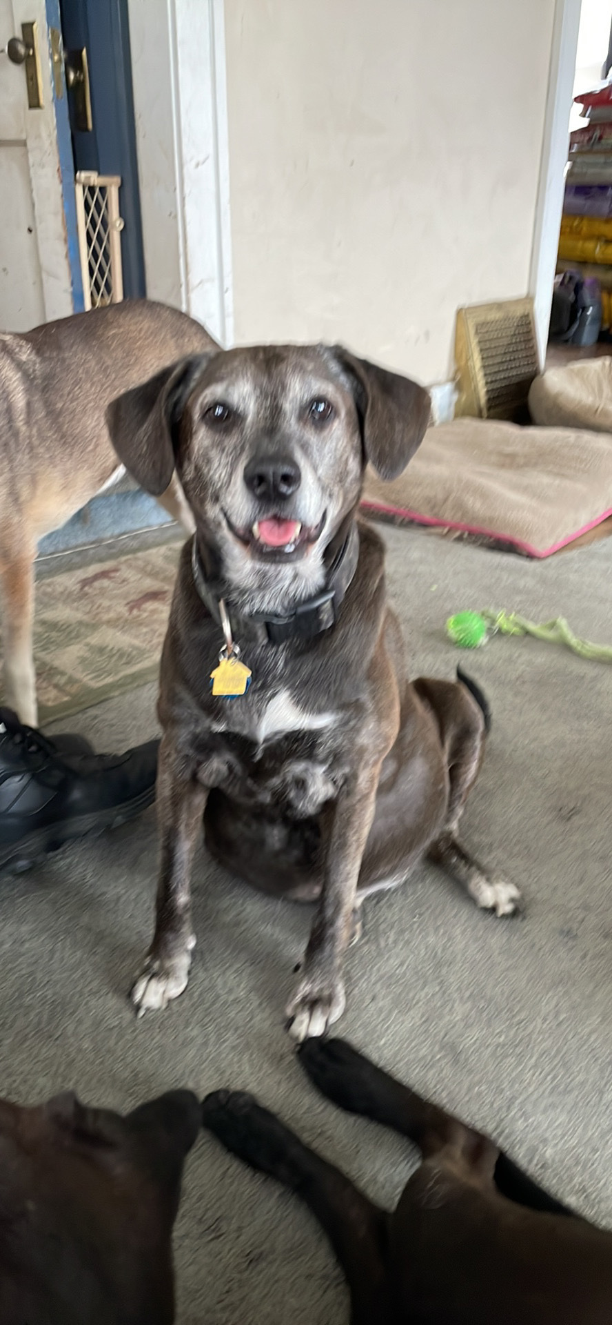 Whiskey, an adoptable Beagle, Black Labrador Retriever in Creston, IA, 50801 | Photo Image 6