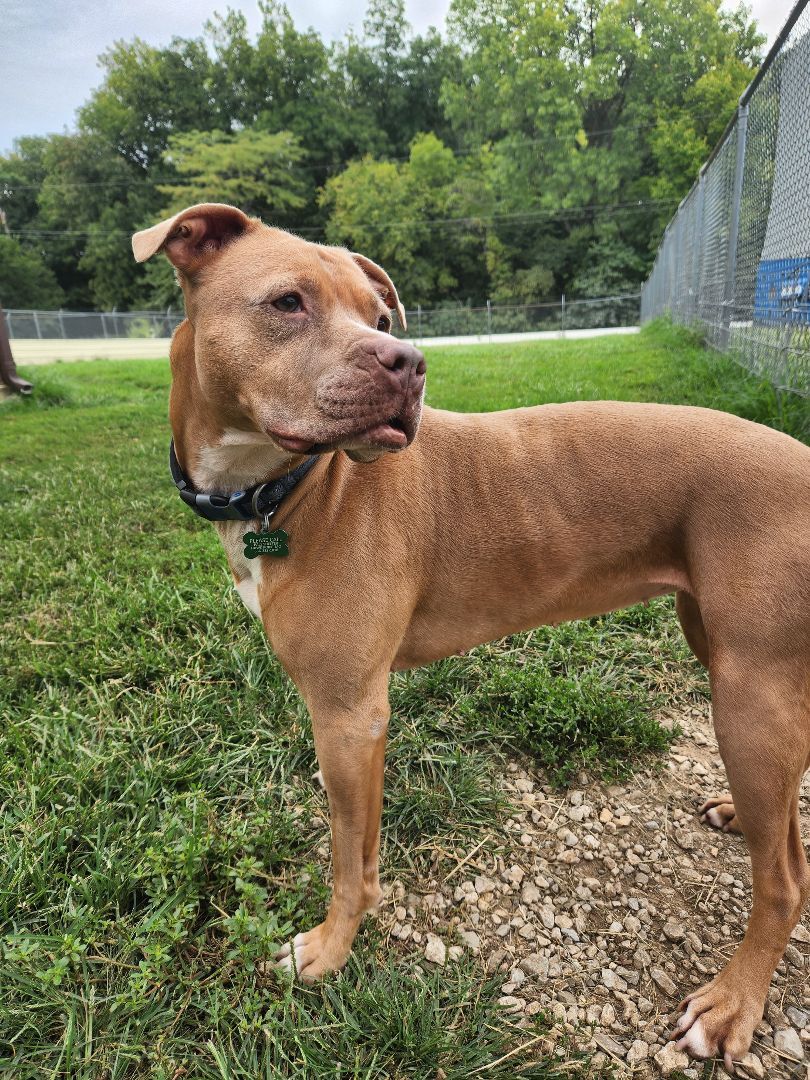 Loca, an adoptable Pit Bull Terrier in Hawk Point, MO, 63349 | Photo Image 3