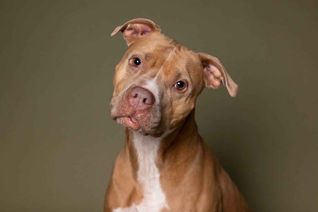 Loca, an adoptable Pit Bull Terrier in Hawk Point, MO, 63349 | Photo Image 5