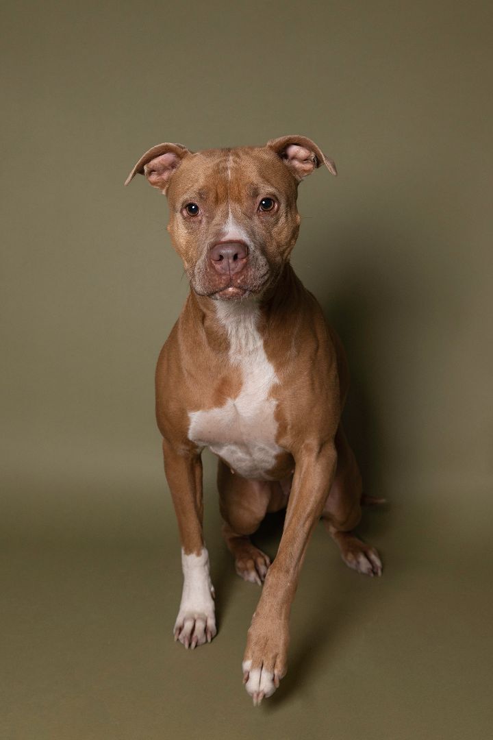 Loca, an adoptable Pit Bull Terrier in Hawk Point, MO, 63349 | Photo Image 6