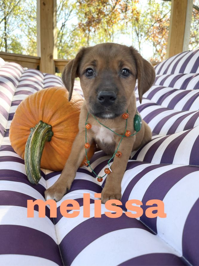 melissa(Event Saturday 1-4 Premier Pet Supply 13 mile/Southfield rd)