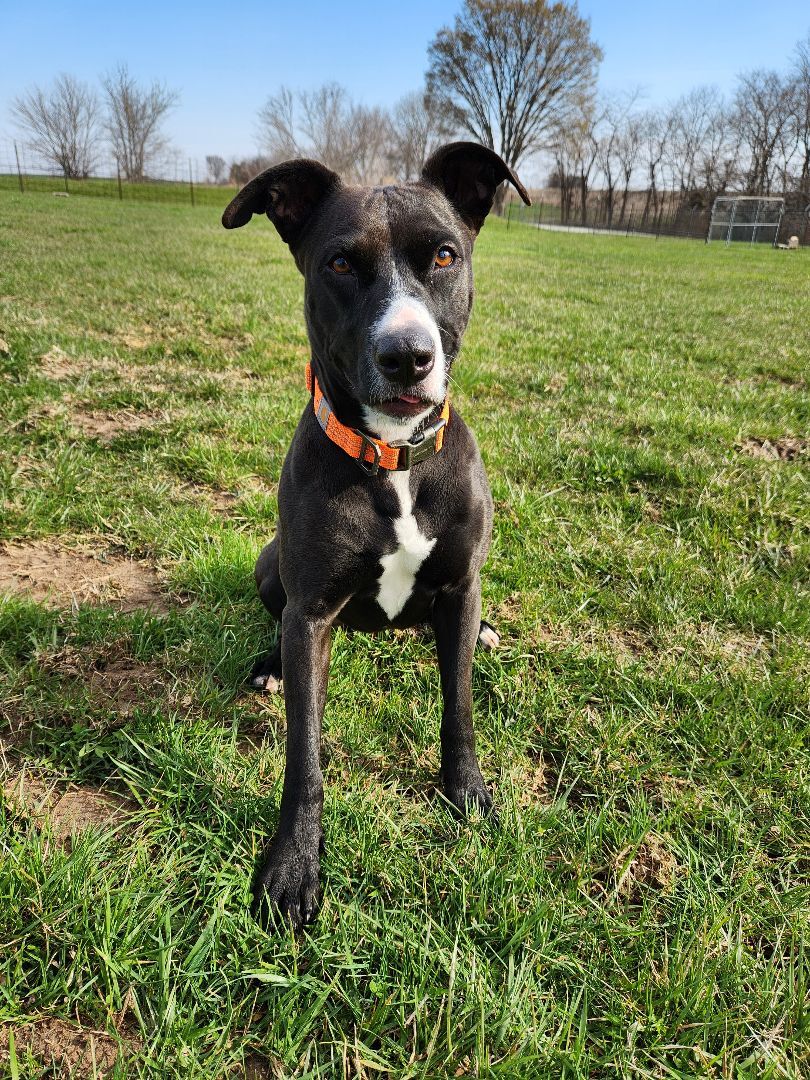 Rosie, an adoptable Terrier in Hawk Point, MO, 63349 | Photo Image 2