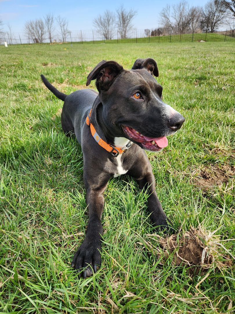 Rosie, an adoptable Terrier in Hawk Point, MO, 63349 | Photo Image 3