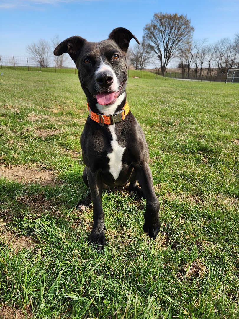 Rosie, an adoptable Terrier in Hawk Point, MO, 63349 | Photo Image 1