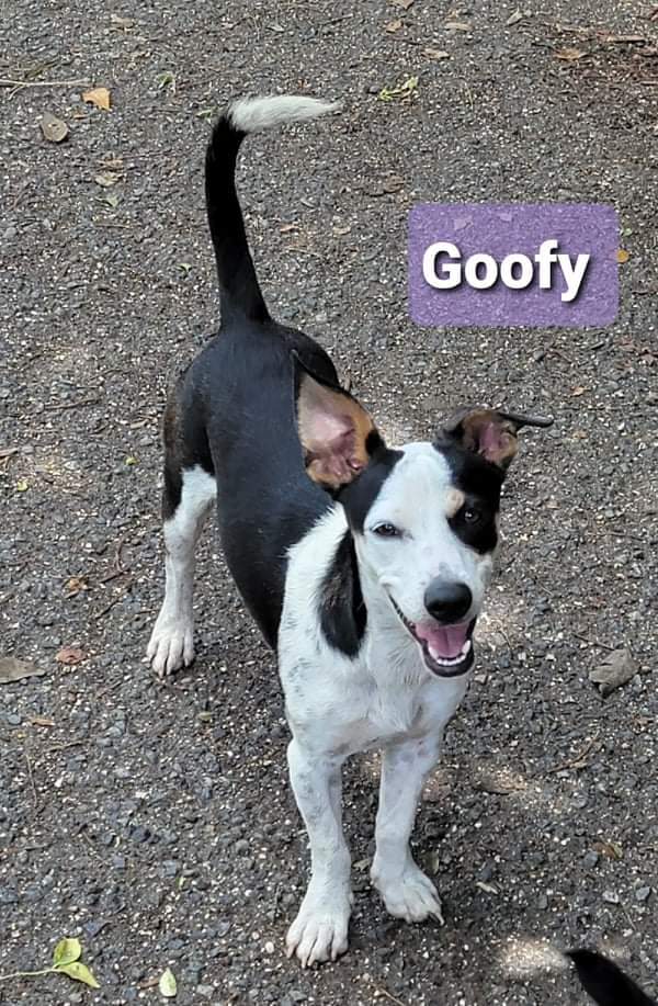 why does goofy have a pet dog