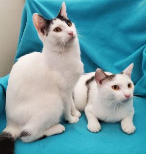 Bottle-Fed Bonded Brothers Alfie & Andy