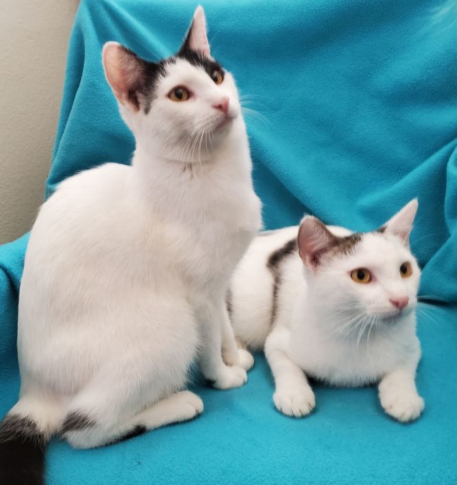 Bottle-Fed Bonded Brothers Alfie & Andy