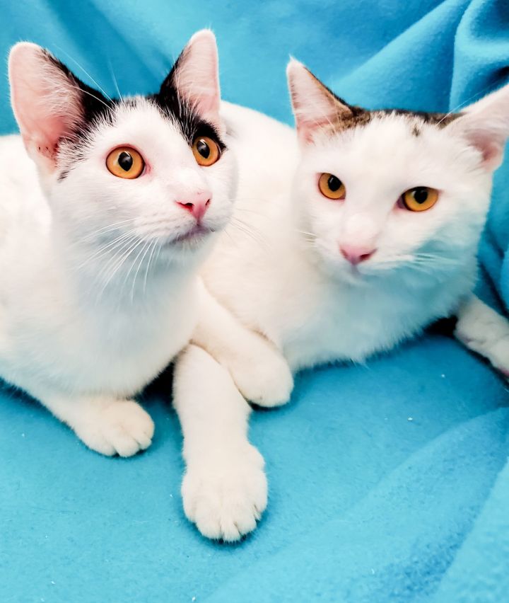 Bottle-Fed Bonded Brothers Alfie & Andy 2