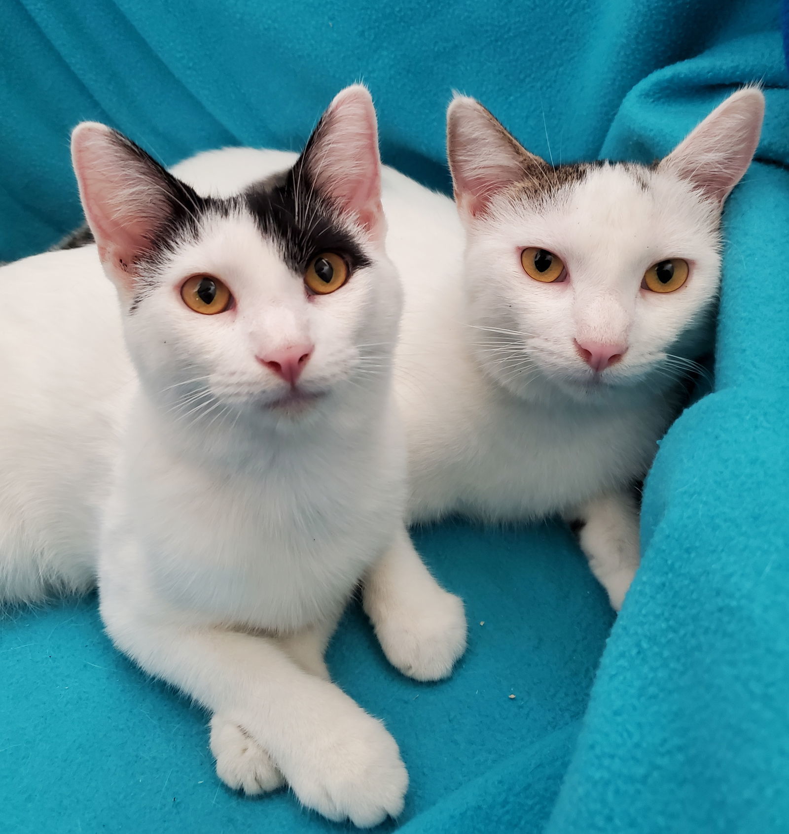 Bottle-Fed Bonded Brothers Alfie & Andy