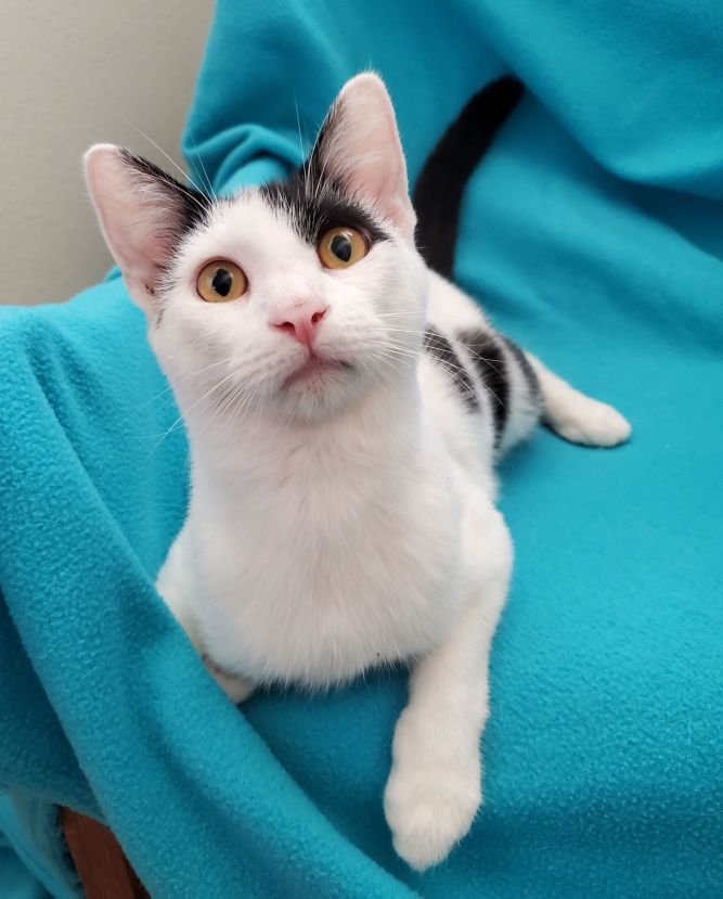 Alfie - A Bottle-Fed Cow Kitty
