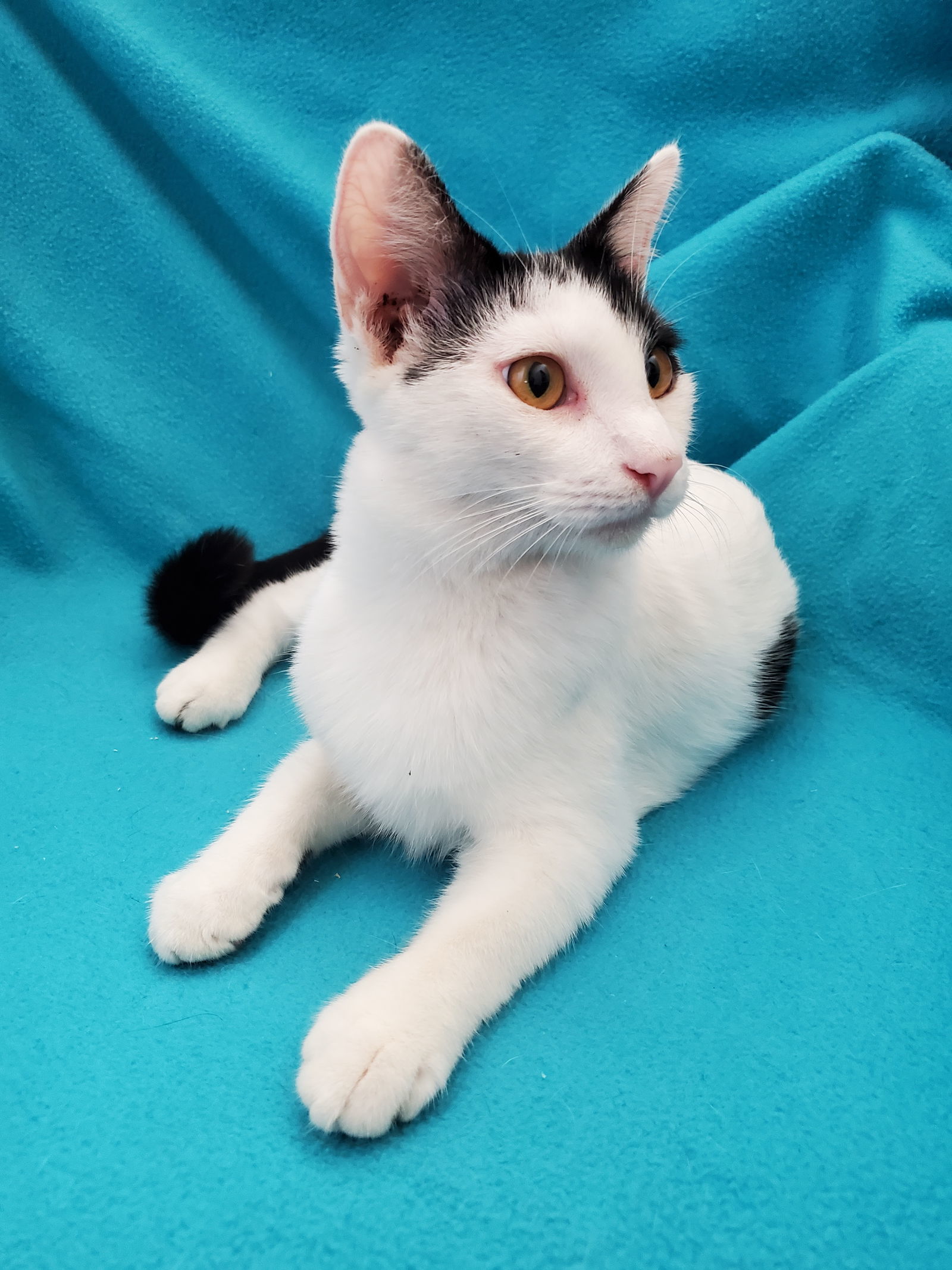 Alfie - A Bottle-Fed Cow Kitty