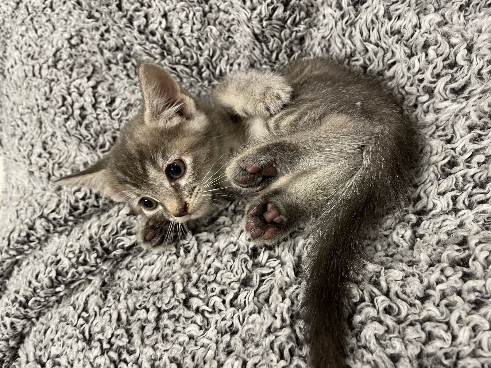 Boo Adopt Me With My Sister Spooki!, an adoptable Domestic Short Hair, Bengal in Newport Beach, CA, 92658 | Photo Image 1