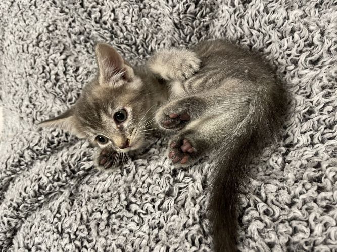 Boo Adopt Me With My Sister Spooki!
