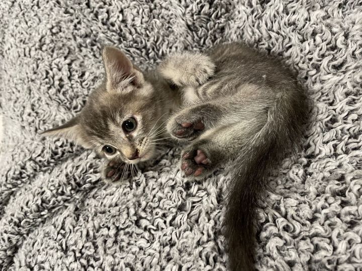 Boo Adopt Me With My Sister Spooki! 1