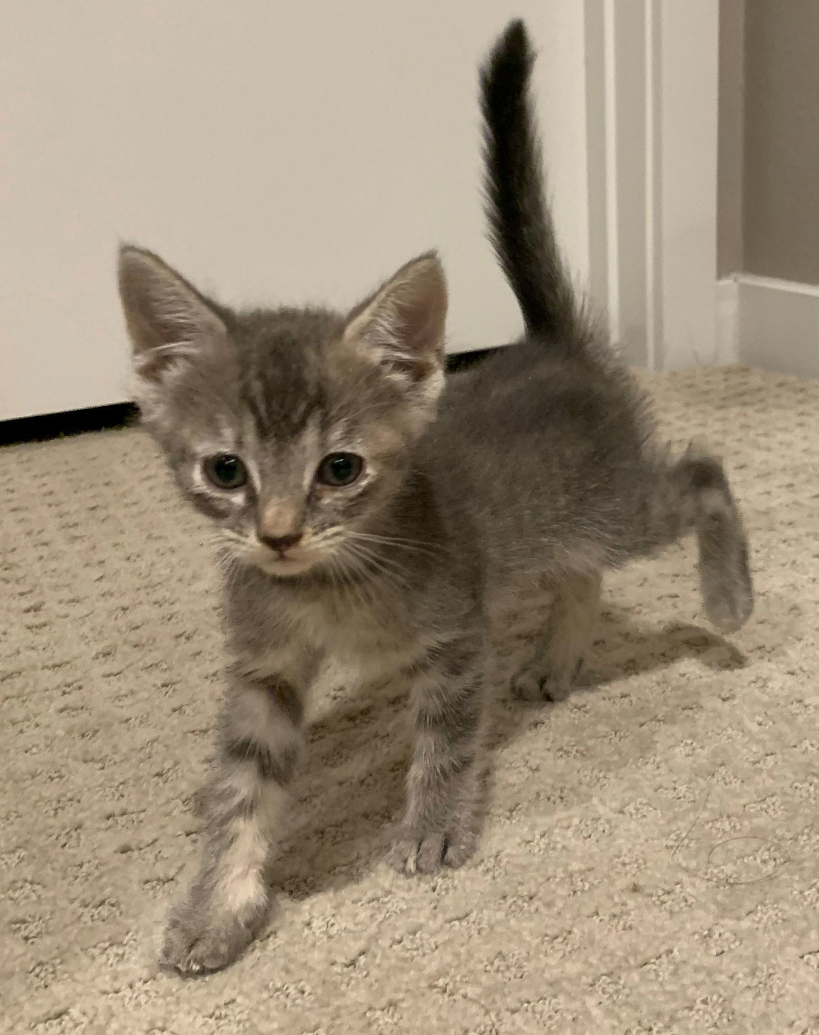 Boo Adopt Me With My Sister Spooki!, an adoptable Domestic Short Hair, Bengal in Newport Beach, CA, 92658 | Photo Image 2