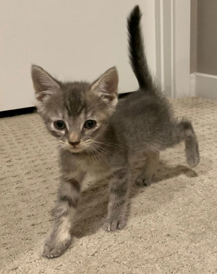 Boo Adopt Me With My Sister Spooki! 2