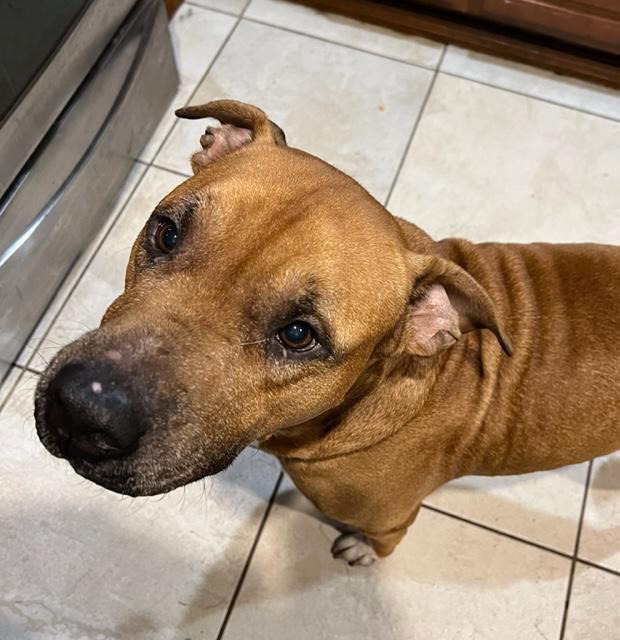 Terry, an adoptable American Bulldog, Black Mouth Cur in Lakeland, FL, 33813 | Photo Image 2