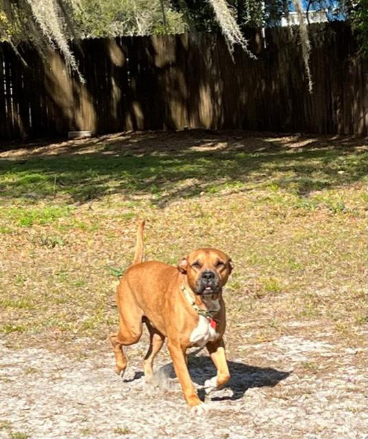 Terry, an adoptable American Bulldog, Black Mouth Cur in Lakeland, FL, 33813 | Photo Image 3