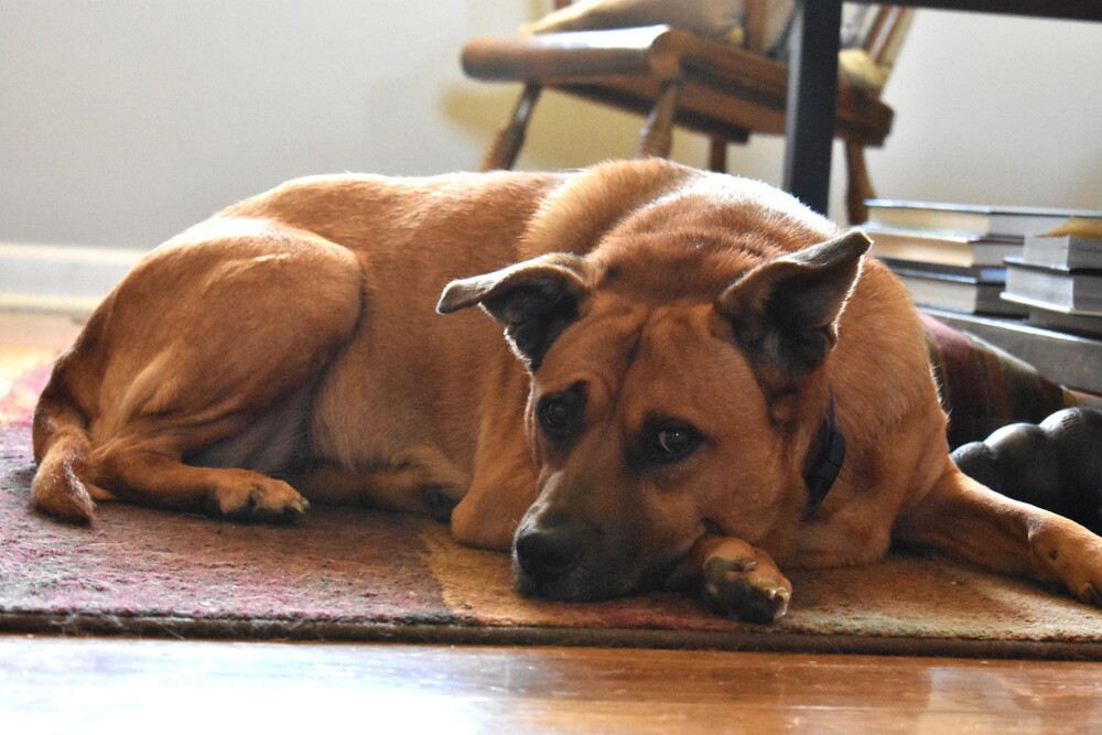 Bambi, an adoptable Labrador Retriever, Boxer in Whitsett, NC, 27377 | Photo Image 1