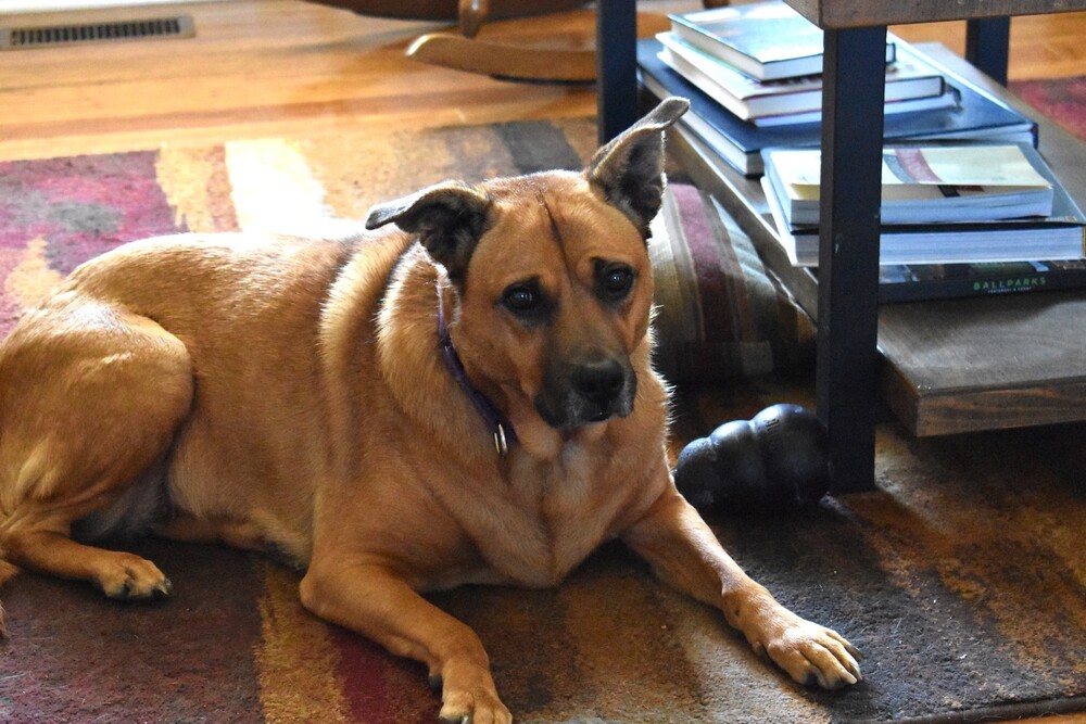 Bambi, an adoptable Labrador Retriever, Boxer in Whitsett, NC, 27377 | Photo Image 2