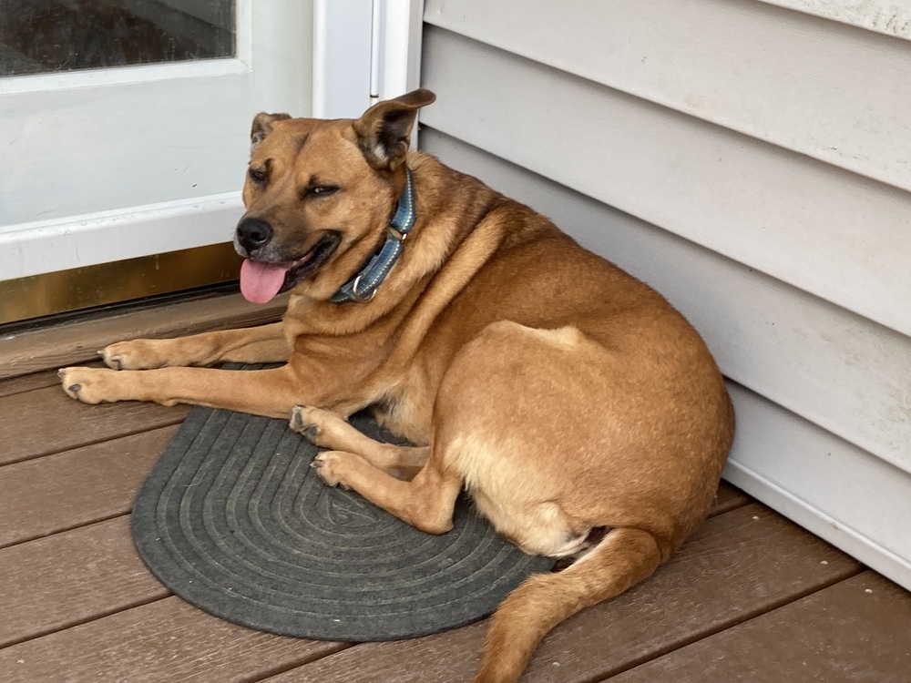 Bambi, an adoptable Labrador Retriever, Boxer in Whitsett, NC, 27377 | Photo Image 3