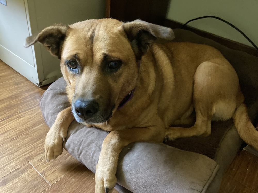 Bambi, an adoptable Labrador Retriever, Boxer in Whitsett, NC, 27377 | Photo Image 5