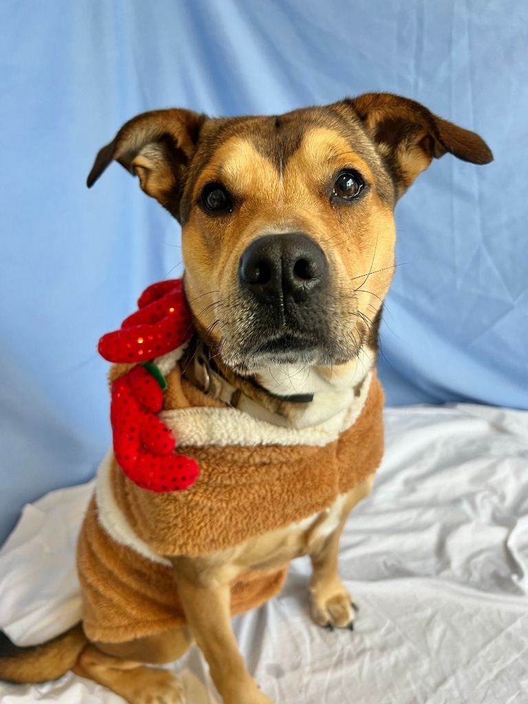 Babe, an adoptable Mixed Breed in Menomonie, WI, 54751 | Photo Image 1