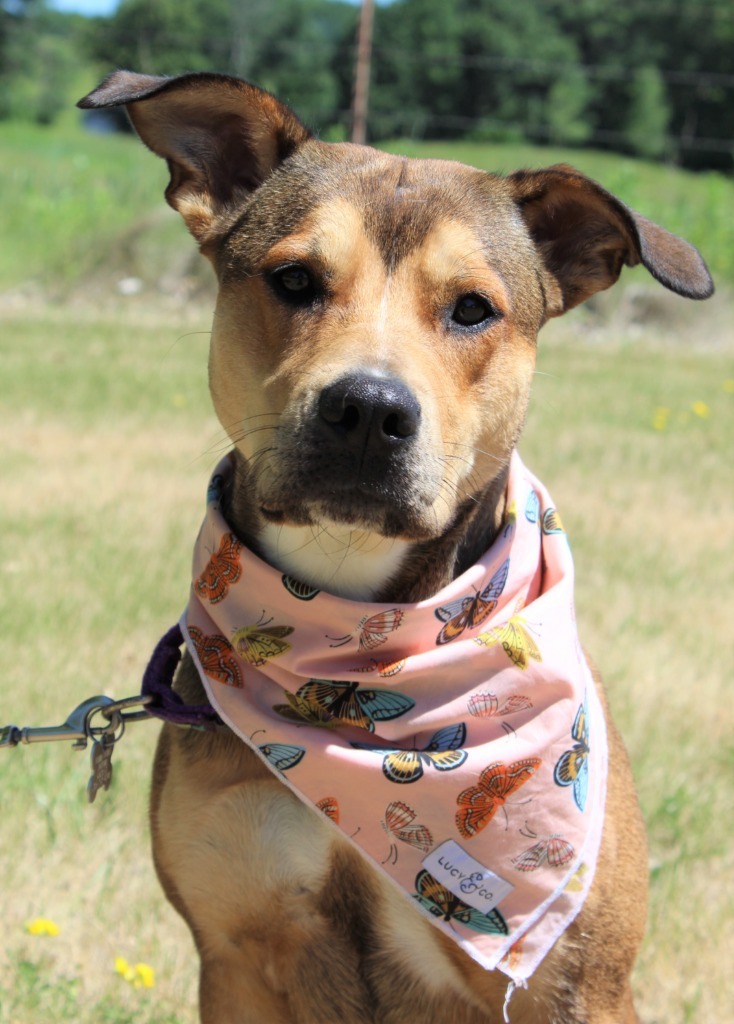 Babe, an adoptable Mixed Breed in Menomonie, WI, 54751 | Photo Image 2