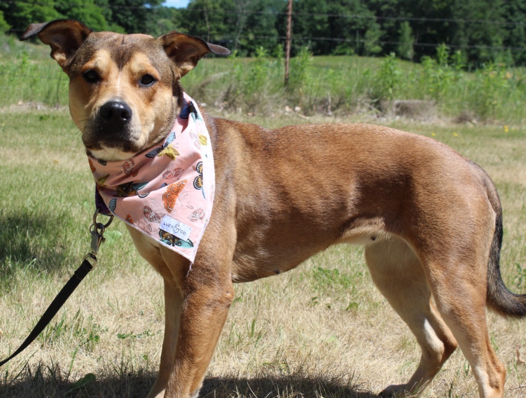 Babe, an adoptable Mixed Breed in Menomonie, WI, 54751 | Photo Image 3