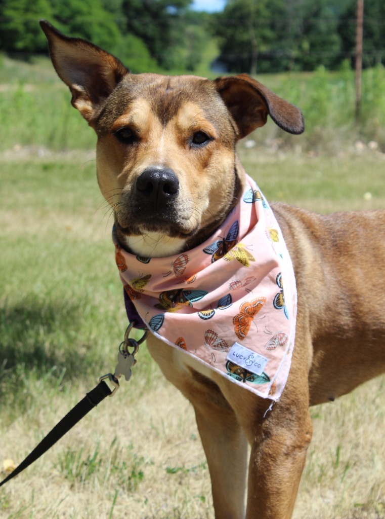 Babe, an adoptable Mixed Breed in Menomonie, WI, 54751 | Photo Image 4