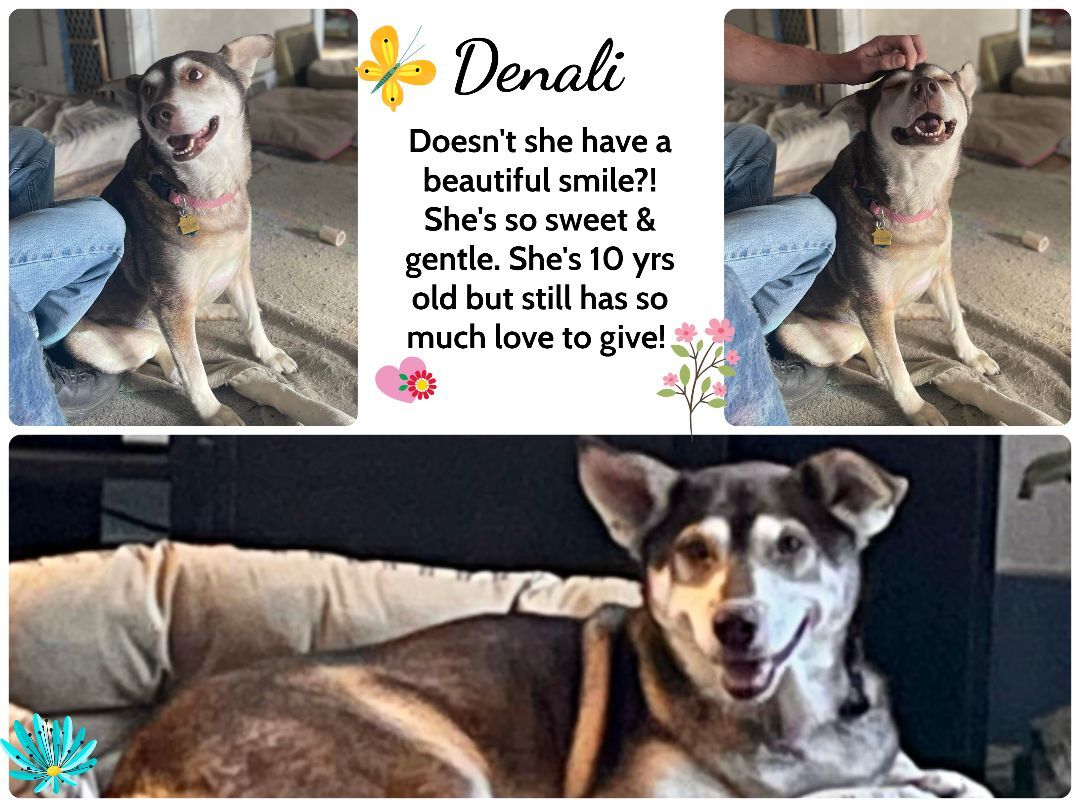Denali, an adoptable Husky in Creston, IA, 50801 | Photo Image 1