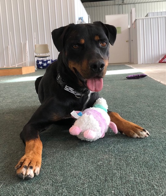 Kelso, an adoptable Rottweiler Mix in Lake Odessa, MI_image-1