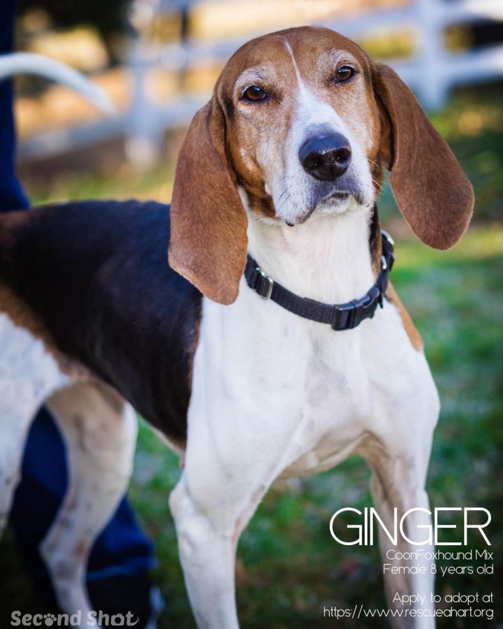 Ginger, an adopted Coonhound & Foxhound Mix in Cincinnati, OH_image-4